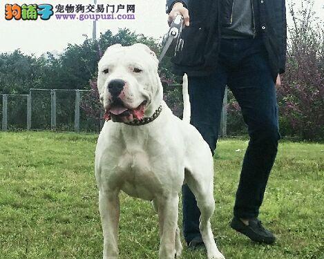 杜高血统起源与多样性：文化传承与艺术魅力