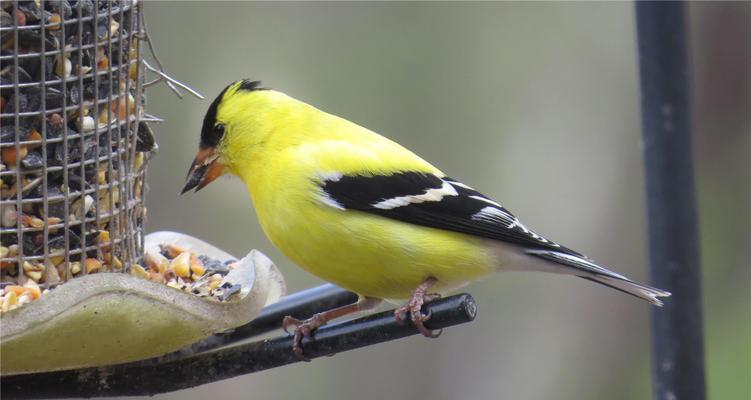 黄雀智取苏子：自然界的生态互动奇观