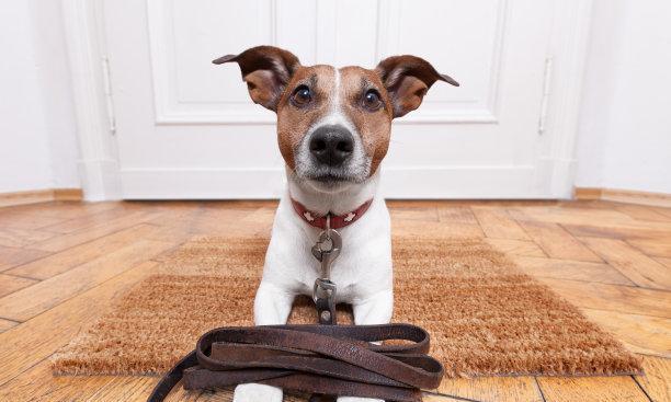 狗狗抓地板并吠叫的多重原因解析