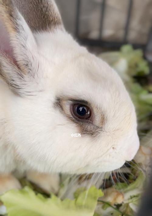 白色兔子眼睛颜色的奥秘与多样性