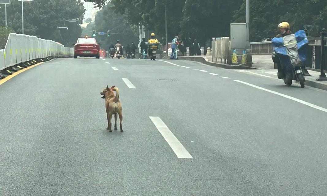 狗发冷原因及冬季保暖措施解析