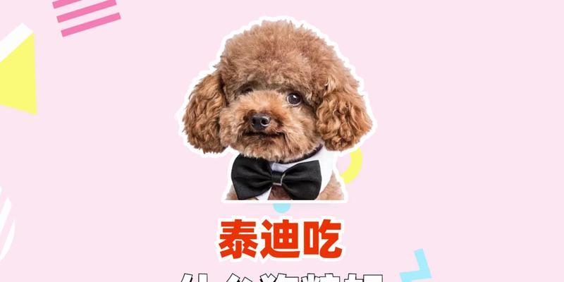 泰迪狗增肥指南：科学饮食与健康食谱