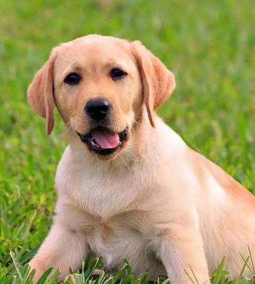 如何选择适合自己的小型狗狗品种