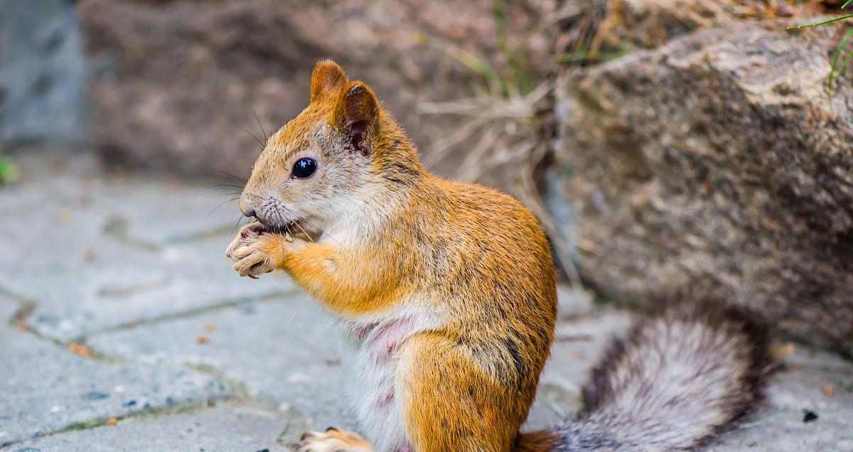 松鼠如何在夏天有效散热