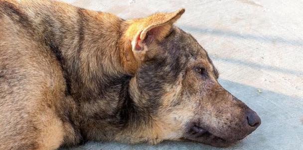 狗狂犬病晚期症状与防治指南