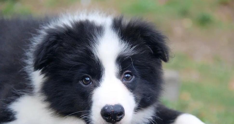 边牧喜爱的活动与玩具，健康快乐生活关键