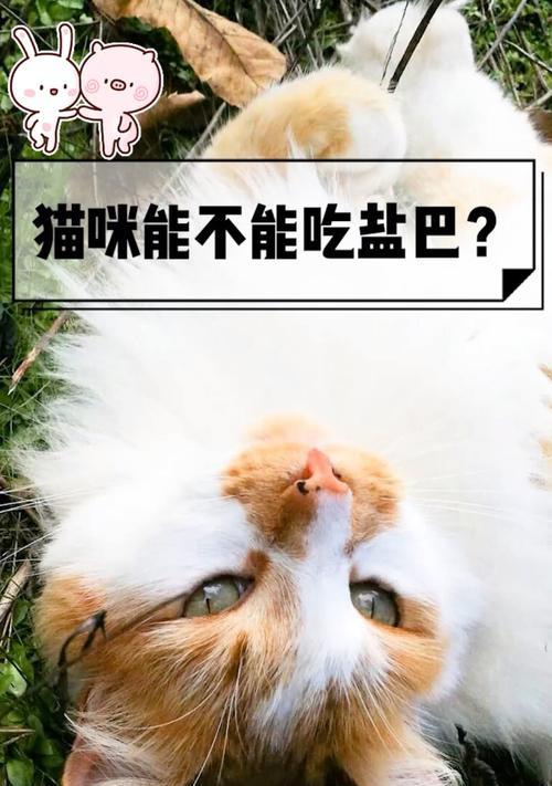 小猫什么时候能吃盐？如何科学添加盐分保障健康成长