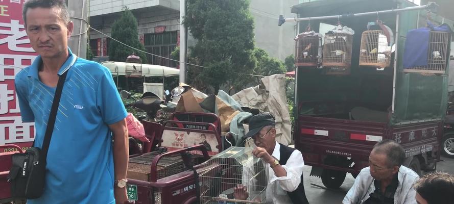 八哥捻舌技巧与艺术魅力