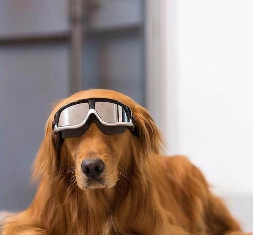 金毛幼犬可食用的水果推荐