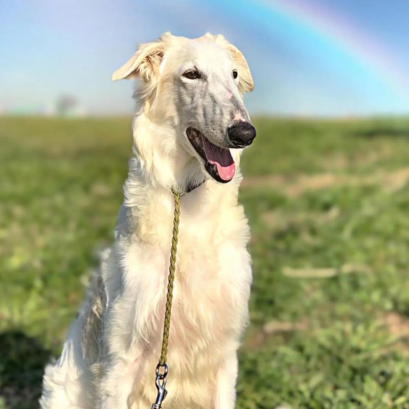 格力犬品种大全：多样化选择与独特特质