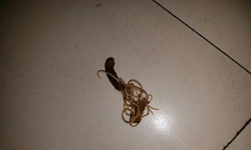 狗狗驱虫常见寄生虫识别与健康防护