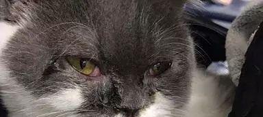 猫咪呼吸道疾病猫鼻支症状与防治全解析