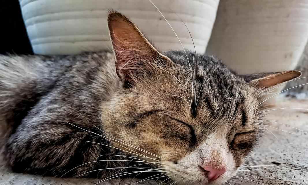 猫突然兴奋原因分析及行为表现解读