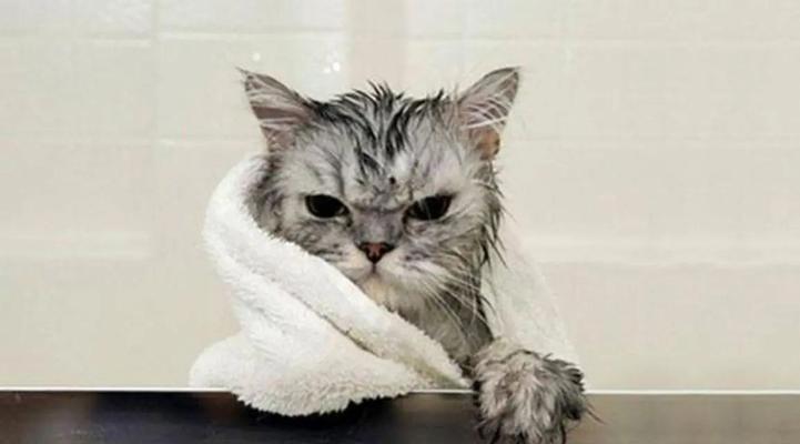 猫咪洗澡注意事项全解析