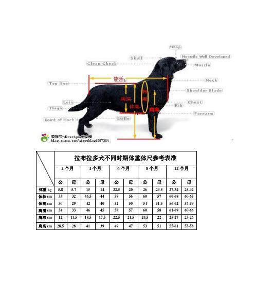 60天拉布拉多科学喂养指南：饮食与营养解析