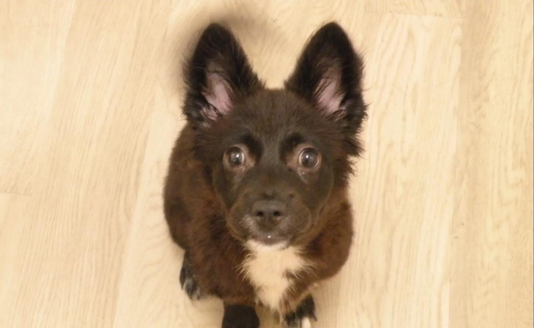 如何挑选适合自己的狗狗：15个关键因素解析