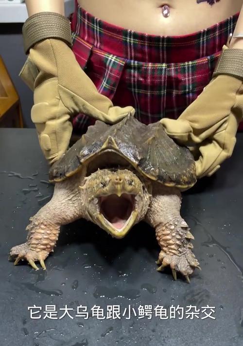宠物小鳄龟饮食禁忌：七种不能吃的食物