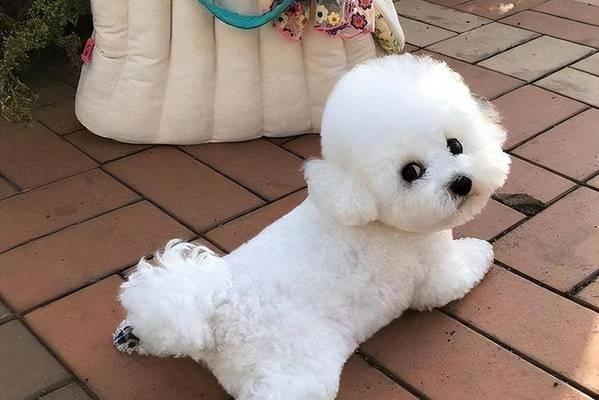 比熊狗尴尬期特征与应对指南