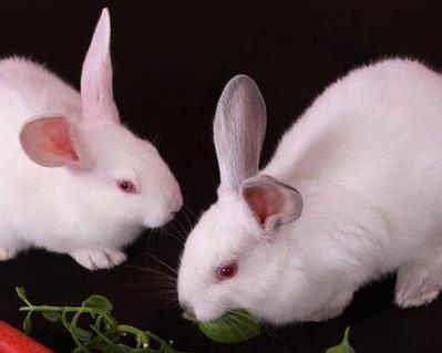 肉兔颜色大全：15种色彩象征与独特魅力