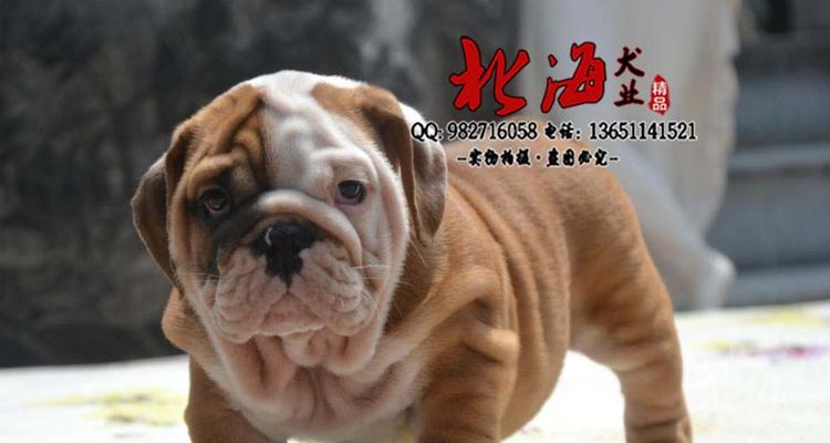 英牛犬价格解析：市场行情与选购指南