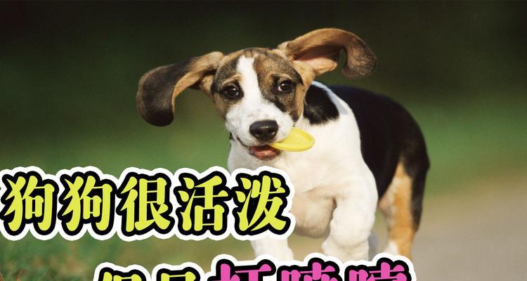 狗喷嚏传播病毒威胁解析及防控策略