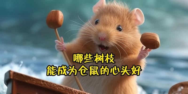 仓鼠磨牙工具选择与牙齿保健全解析