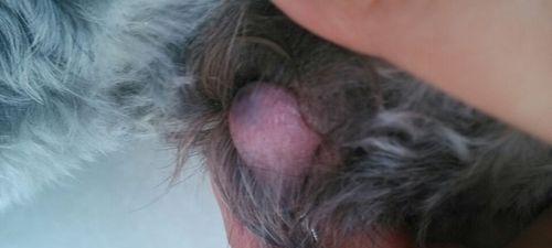 科学训练狗狗大小便习惯的实用方法