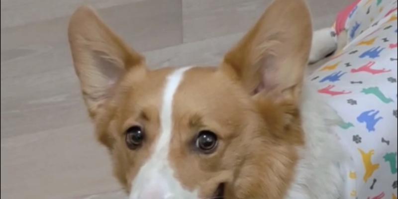 狗耳朵形态与功能解析：从外貌到健康全指南