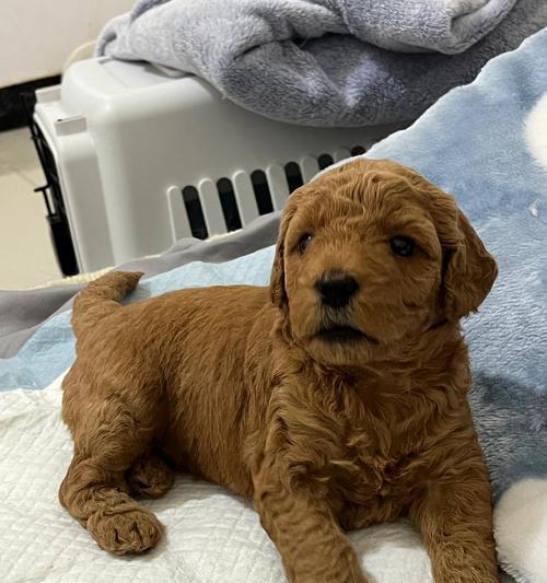 超级大泰迪的魅力与影响力解析