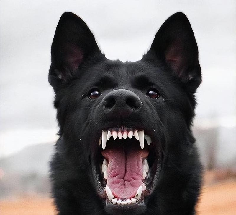 黑狗白胸品种特点与养护全解析