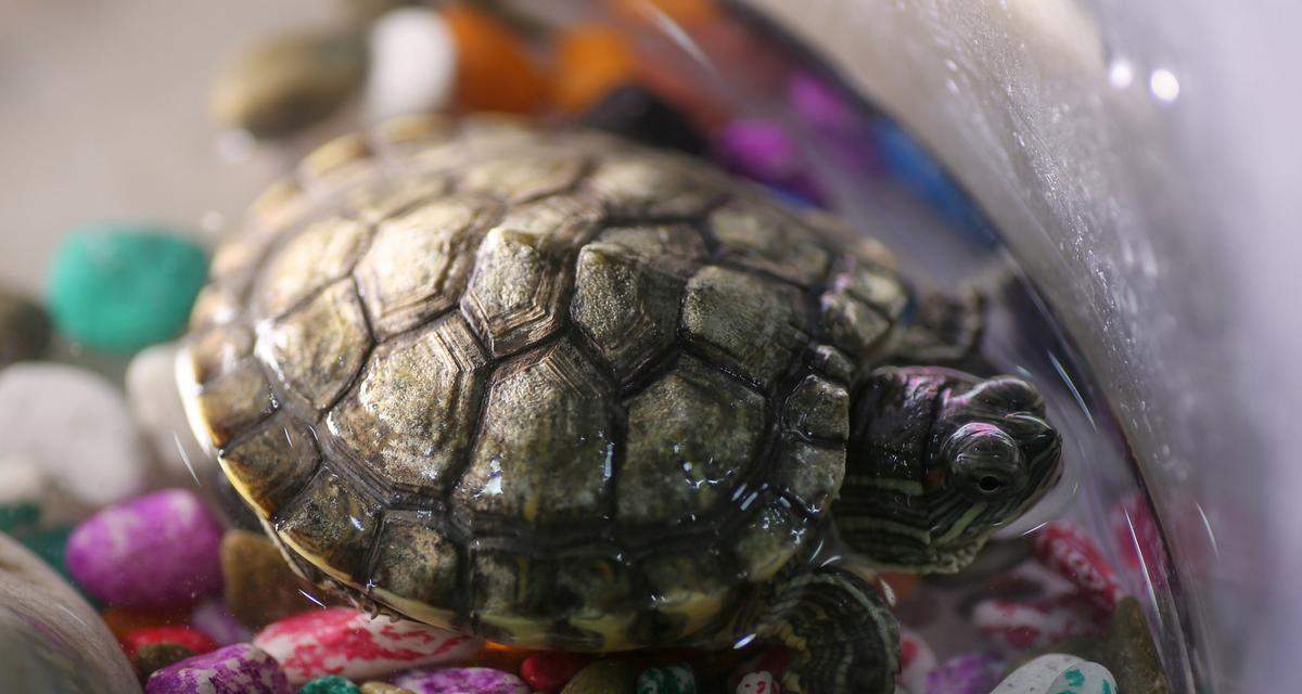 极小乌龟吃什么？饲养指南与饮食管理