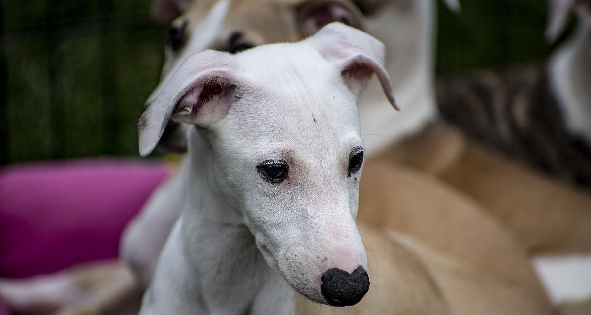 白鼻子狗品种特色解析：多样选择与宠物伙伴