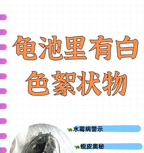 乌龟水质管理全攻略：健康生活的关键