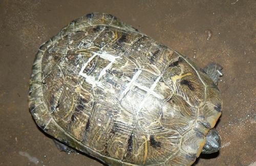 大乌龟饮食习性及适宜食物选择指南