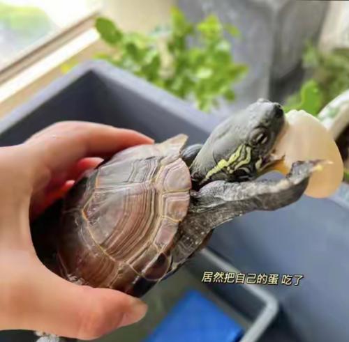 巴西龟生蛋地点选择特点及保护意义