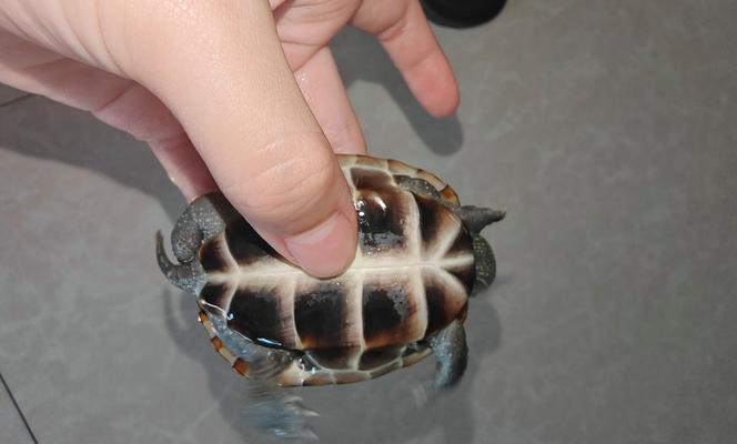 中华草龟的养殖与伴侣选择（与中华草龟相宜的伴侣及养殖要点）