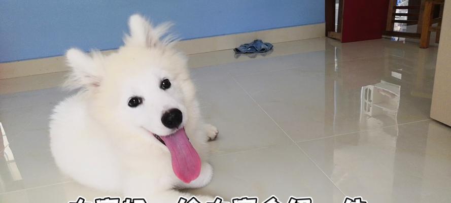 为什么狗狗会刨家里地板？（探究狗狗刨家里地板的原因及解决方法）