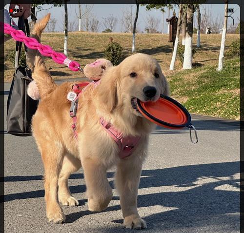 选择适合金毛犬的名字，让它与您建立更好的关系（以金毛犬为主题的名字如何选择？）