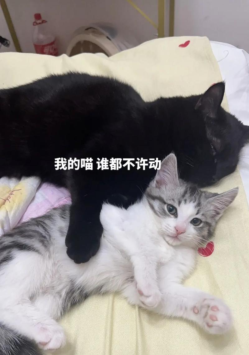 猫对人类的帮助与共生价值
