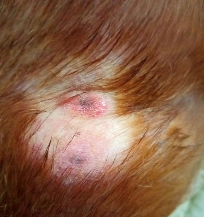 幼狗皮肤病症状与治疗全解析