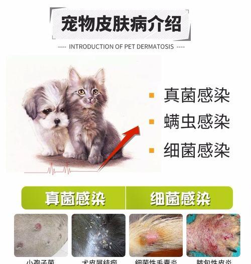 犬耳瘙痒治疗药品选择及使用指南