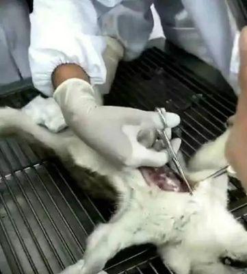 狗狗声带割除手术注意事项全解析