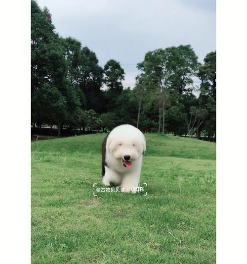 以古牧杂交其他犬种：智慧与美丽的完美融合