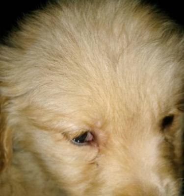 金毛反胃常见症状及处理方法解析