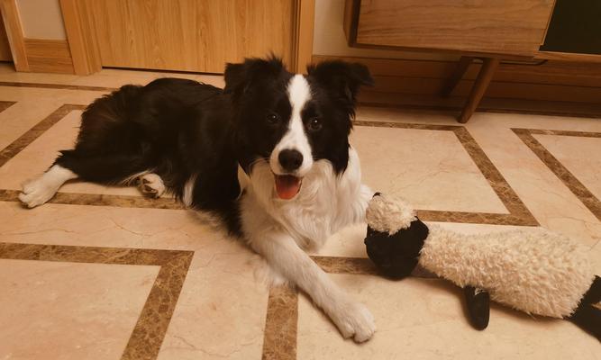 自制饮食养狗更健康：天然营养与科学搭配指南