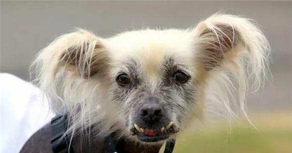 沙皮狗健康饮食指南：科学喂养与营养搭配