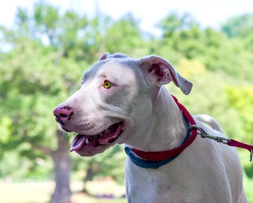 寻血猎犬追踪本能解析：犯罪侦查与救援应用