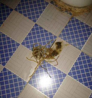 狗狗体内细长虫子：了解寄生虫类型及预防措施