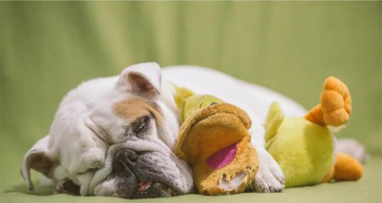 狗狗做梦表现与梦境解析，揭秘犬类梦中世界