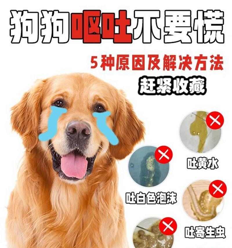 狗狗夏天呕吐的15大原因与预防指南